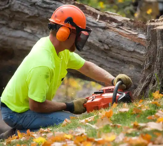 tree services Marble Cliff